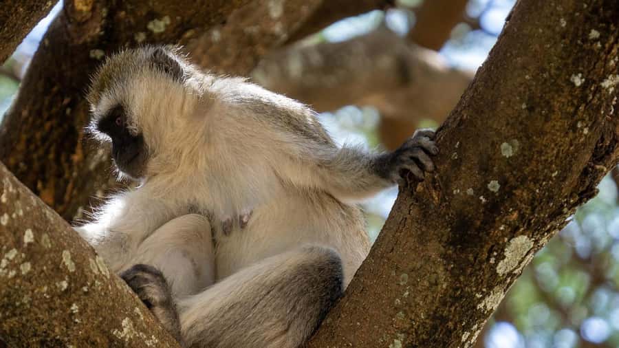 3 Days Selous/Nyerere NP : Game Drive, Boat & Walking Safari - Accommodation and full-board value