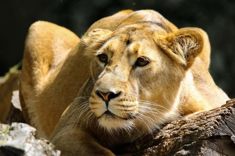 3 Days Selous/Nyerere NP : Game Drive, Boat & Walking Safari - Is $624 per person a fair price?
