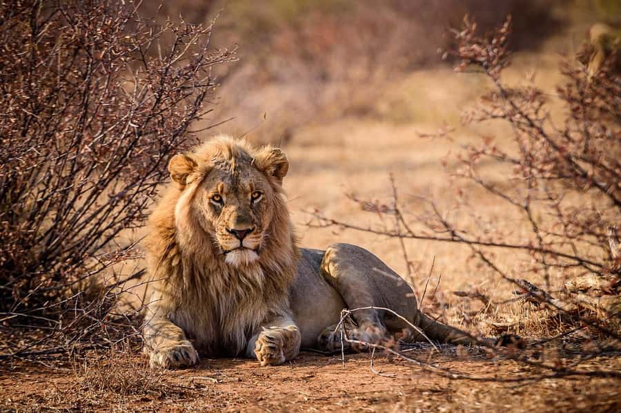 3 Days Selous/Nyerere NP : Game Drive, Boat & Walking Safari - What to bring and what to expect