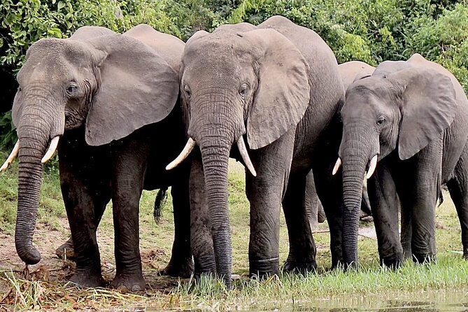 3 Days Serengeti and Ngorongoro Budget Tour - What this three-day safari actually covers