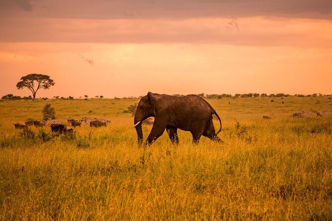 3 Days Serengeti and Ngorongoro Budget Tour - Day two: the Ngorongoro Crater game drive