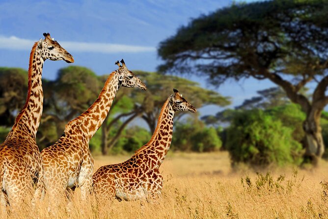 3 Days Serengeti and Ngorongoro Budget Tour - The guide can shape the whole experience