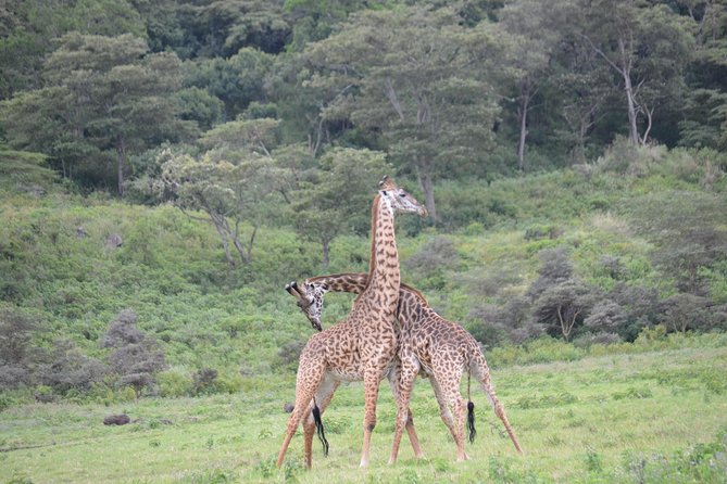 3 Days Serengeti & Ngorongoro Crater group safari - Day two: six hours among Serengeti wildlife