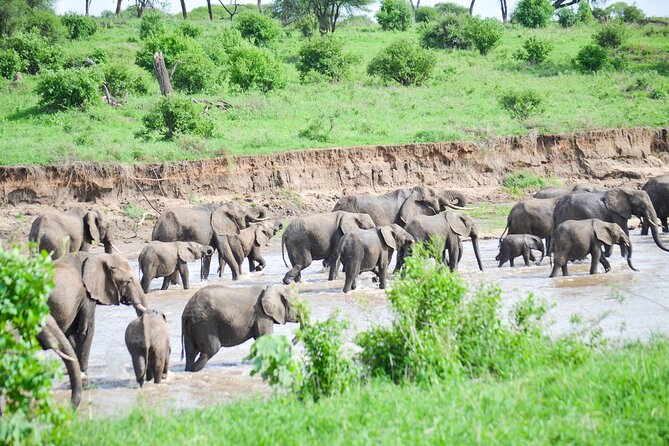 3 Days Serengeti & Ngorongoro Crater group safari - Who should choose this safari?