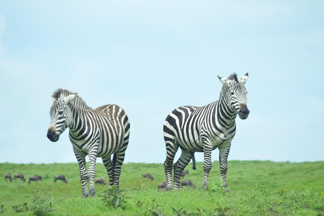 3 Days Serengeti & Ngorongoro Crater group safari - Should you book it?