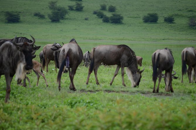 3 Days Serengeti & Ngorongoro Crater group safari - Day one: the long road from Arusha to Serengeti