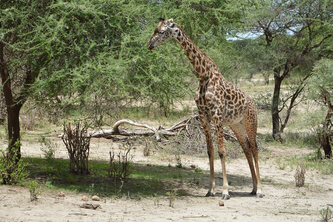 3 Days Serengeti & Ngorongoro Group Camping Safari - Why this safari works for a short Tanzania trip