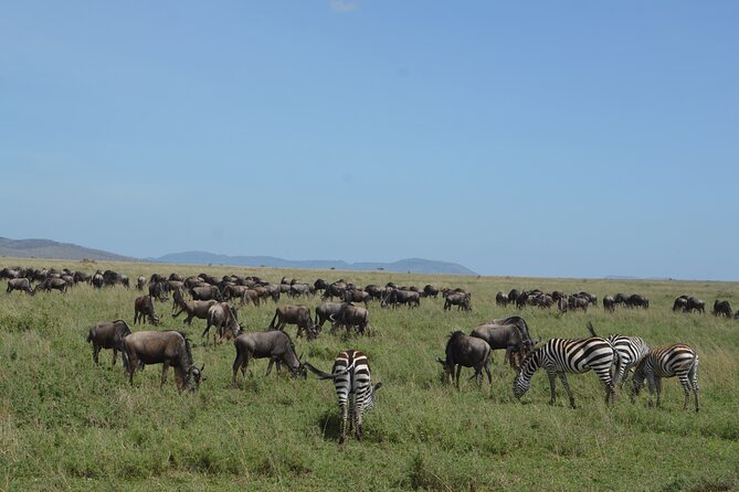 3 Days Serengeti & Ngorongoro Group Camping Safari - The guide can make or break the experience