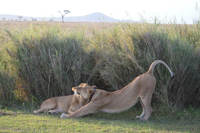 3 Days Serengeti & Ngorongoro Group Camping Safari - Camping, meals, and the real comfort level