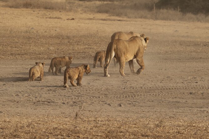 3 Days Serengeti & Ngorongoro Group Camping Safari - Is $815 good value?