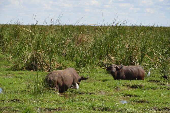 3 Days Serengeti & Ngorongoro Group Camping Safari - Who should choose this three-day safari?