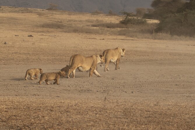 3 Days Serengeti & Ngorongoro Group Camping Safari - Starting from Arusha and reaching the Serengeti