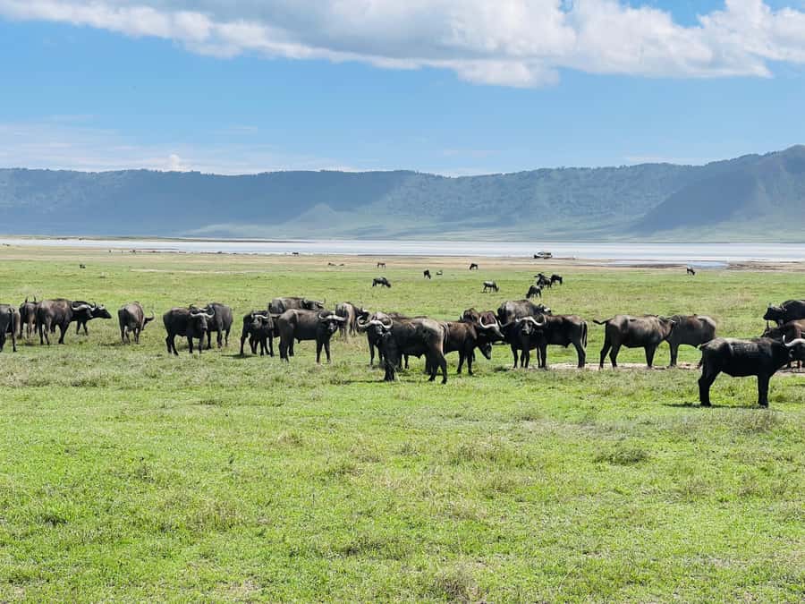3 Days Serengeti Ngorongoro Group Joining Safari - Key points to know before booking