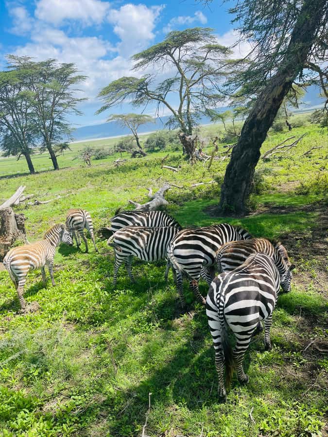 3 Days Serengeti Ngorongoro Group Joining Safari - Why this short safari works