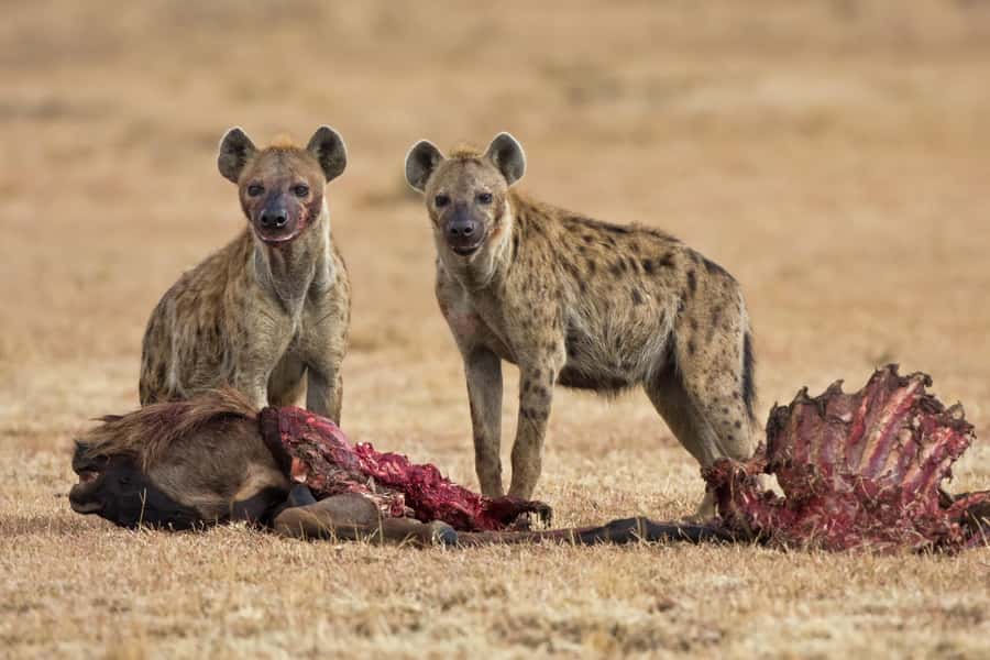 3 Days Serengeti Ngorongoro Group Joining Safari - Day three: A full day inside Ngorongoro Crater