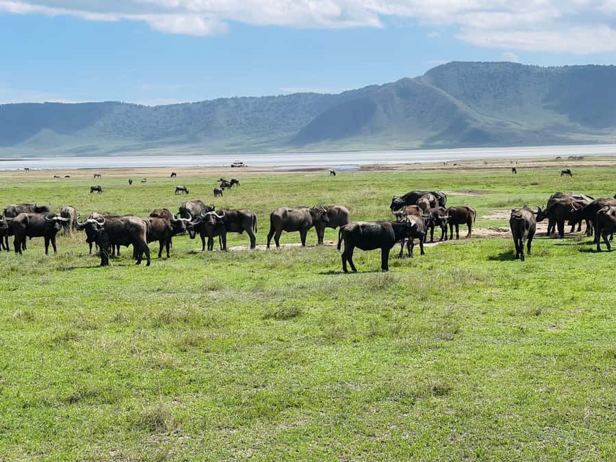 3 Days Serengeti Ngorongoro Group Joining Safari - Camping, food, and what the price covers