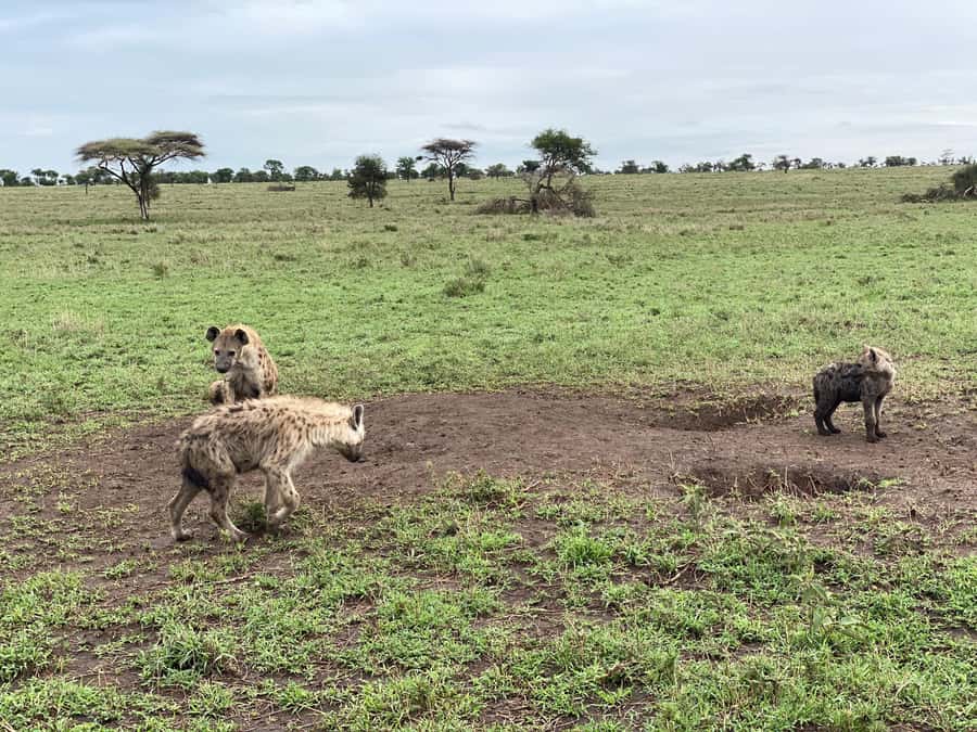 3 Days Serengeti Ngorongoro Group Joining Safari - Who will get the most from this safari