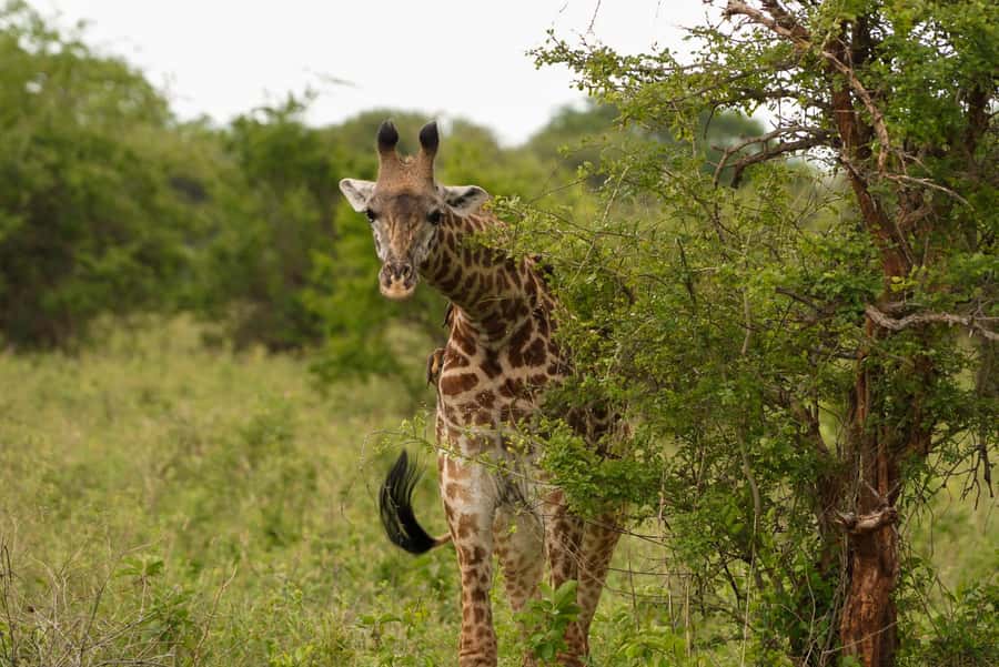 3 Days Serengeti & Ngorongoro Group Mid-range Safari - Key points at a glance