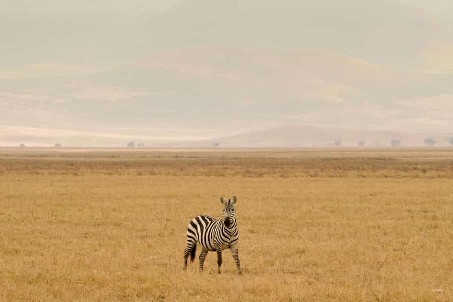 3 Days Serengeti & Ngorongoro Group Mid-range Safari - Day two: sunrise wildlife and the road to Karatu