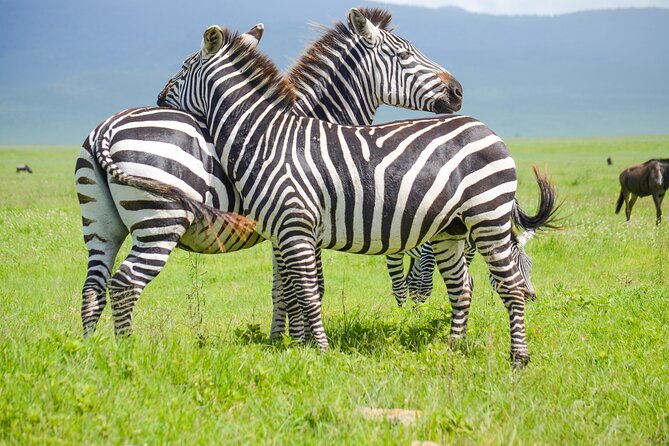 3 Days Serengeti & Ngorongoro Lodge Safari - Key things to know before booking