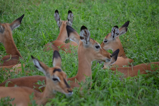 3 Days Serengeti & Ngorongoro Lodge Safari - What the guide can add to the experience