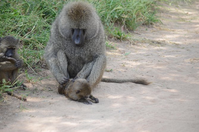 3 Days Serengeti & Ngorongoro Lodge Safari - Meals, drinks, and lodge value