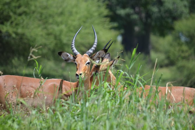 3 Days Serengeti & Ngorongoro Lodge Safari - Who should book this safari?