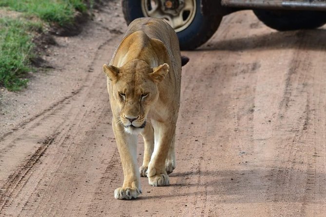 3 Days Serengeti & Ngorongoro Tour - Day 2: Serengeti wildlife, picnic lunch, and the crater rim