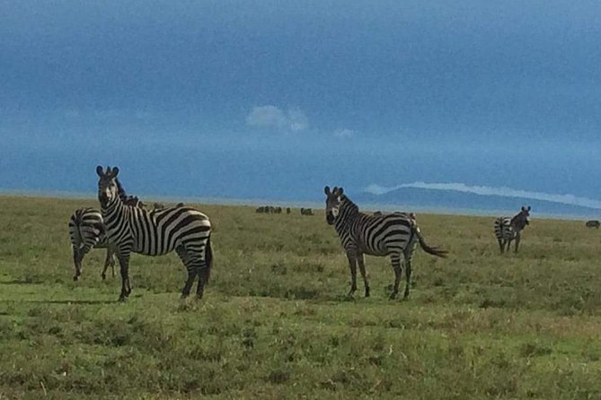 3 Days Serengeti & Ngorongoro Tour - Day 1: Entering the Serengeti and reaching Seronera