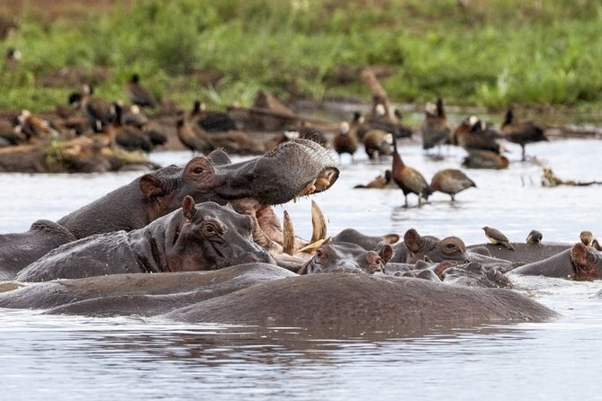 3 Days Serengeti Private Safari Tanzania - Key points before you book
