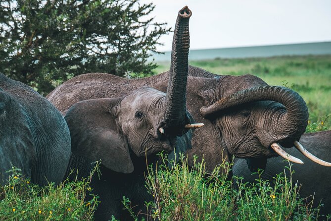 3 Days Shared Safari Tour Tanzania - Day 3: Lake Manyara and the return to Arusha