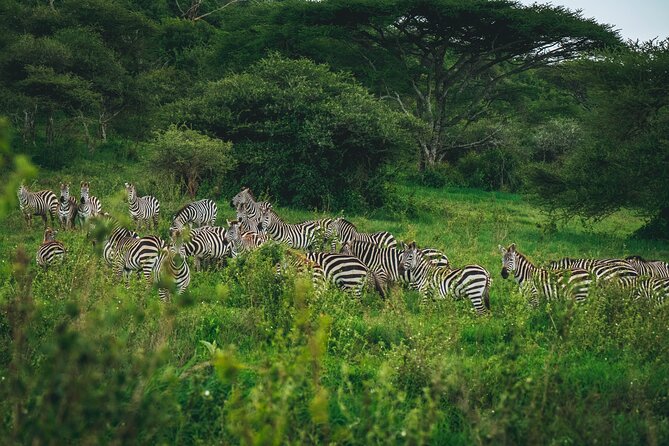 3 Days Shared Safari Tour Tanzania - Camping, meals, and daily comfort