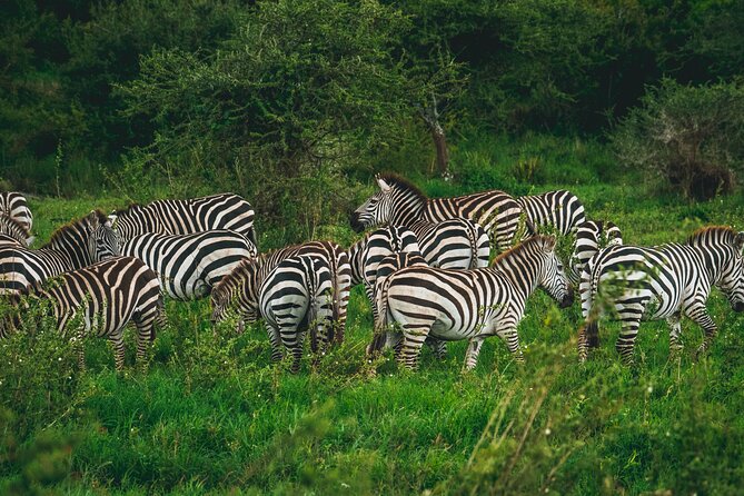 3 Days Shared Safari Tour Tanzania - How the small shared group changes the experience