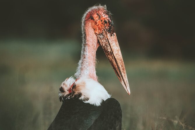 3 Days Shared Safari Tour Tanzania - Booking, cancellation, and practical checks