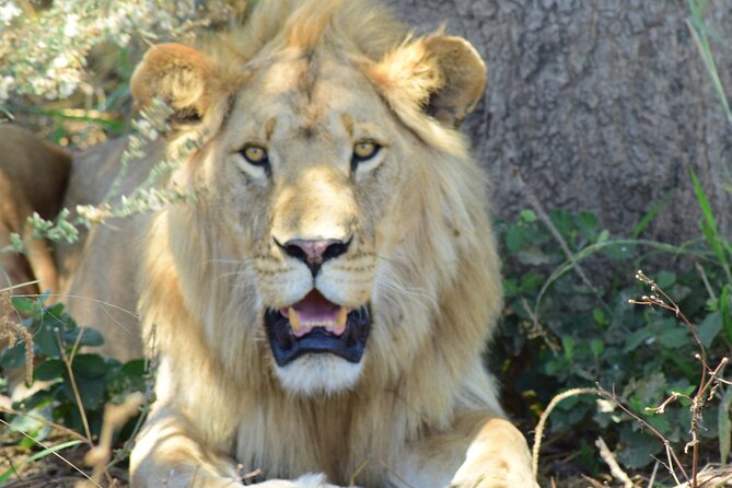 3 Days Tanzania group join safari - Serengeti & Ngorongoro crater - Why this short safari works for first-time visitors