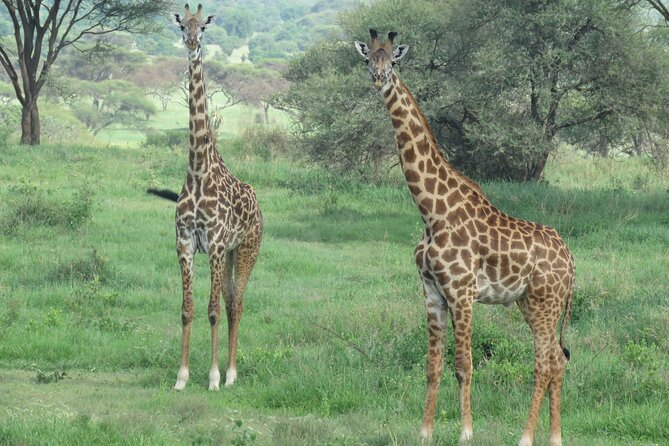3 Days Tanzania group join safari - Serengeti & Ngorongoro crater - Day three: wildlife inside Ngorongoro Crater