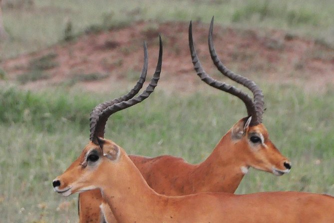 3 Days Tanzania lodge Safari - Key Points at a Glance