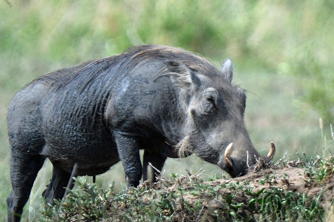 3 Days Tanzania lodge Safari - What the $1,950 Price Covers