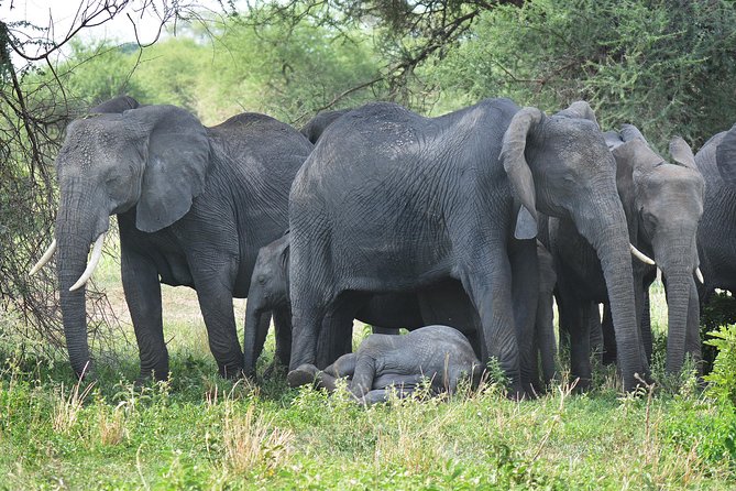 3 Days Tanzania lodge Safari - The Guide and Vehicle Matter More Than Extra Frills