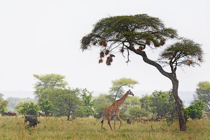 3 Days Tanzania lodge Safari - Pace, Comfort, and Practical Limits