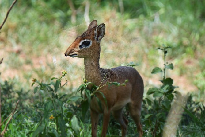 3 Days Tanzania lodge Safari - Who Should Book This Safari?