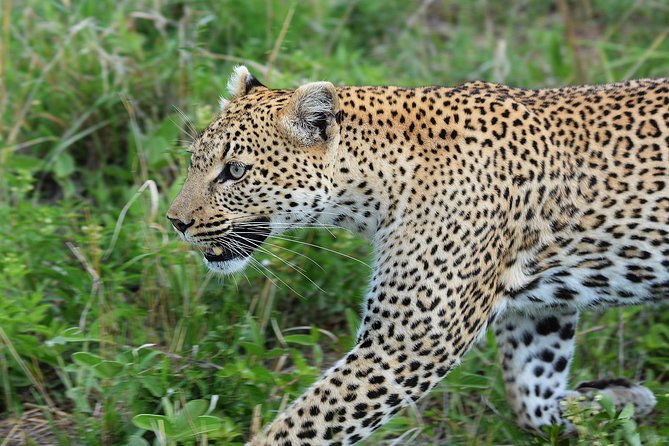 3 Days Tanzania lodge Safari - Day Two: Ngorongoro Crater’s High Animal Concentration