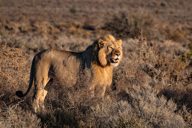 3 Days Tanzania Private Big 5 Safari with Midrange Lodge - Key points to know before booking