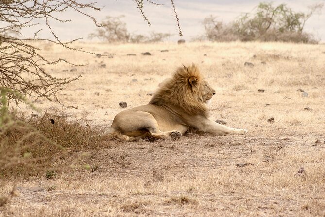 3 Days Tanzania Private Budget Safari to Serengeti & Ngorongoro - What $1,483 Buys You