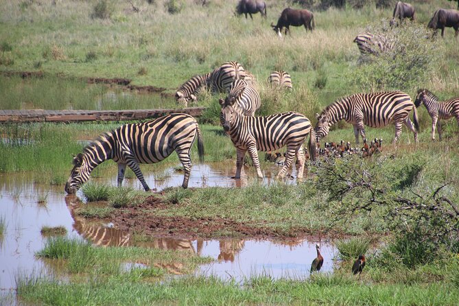 3 Days Tanzania Private Budget Safari to Serengeti & Ngorongoro - Your First Afternoon in Serengeti National Park