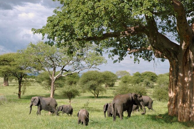 3 Days Tanzania Private Budget Safari to Serengeti & Ngorongoro - A Full Day Across the Serengeti