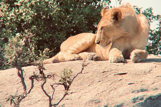3 Days Tanzania Safari - Day 3: Elephants and baobabs in Tarangire