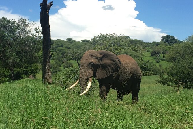 3 Days Tanzania Safari - Guides and the human side of the trip