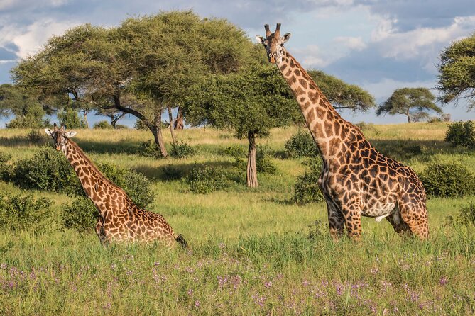 3 Days Tanzania Safari: Tarangire, Manyara and Ngorongoro Crater - Who Should Choose This Three-Day Safari?