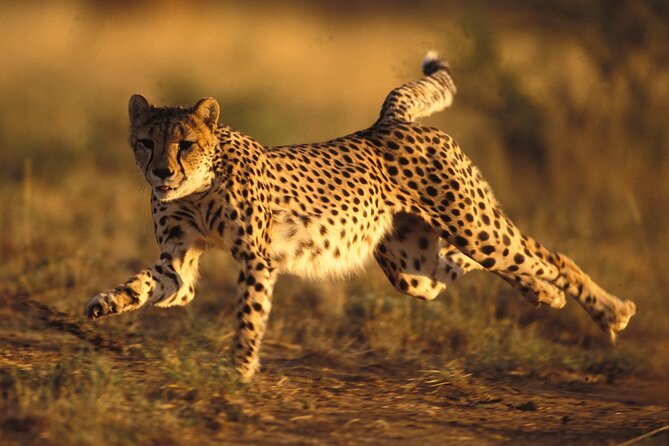 3 Days Tanzania Safari to Manyara Tarangire and Ngorongoro - Why this three-day route works